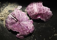 藏品(中華釜海膽)的圖片